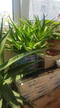 Aloe vera - plante mici