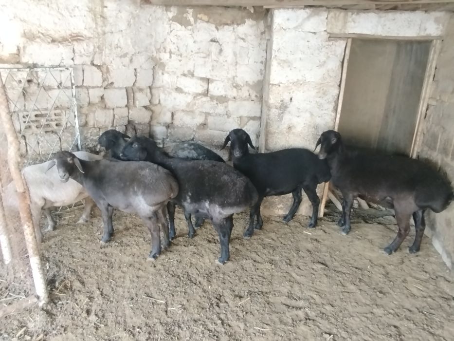 qŏy va tuğmagan bara, yaxshi boqilgan, va zotgayam bõladi, sifati alo!