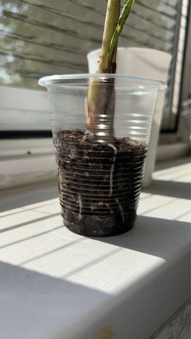 Алоказия Bambino