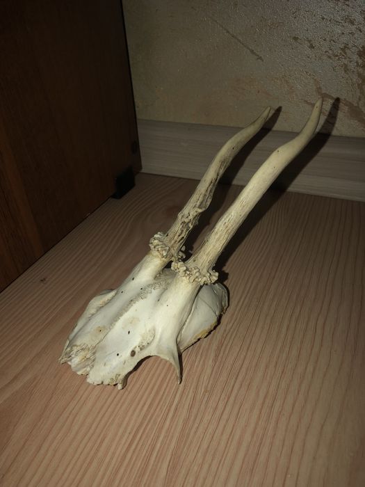 De vanzare 2 perechi de coarne de cerb