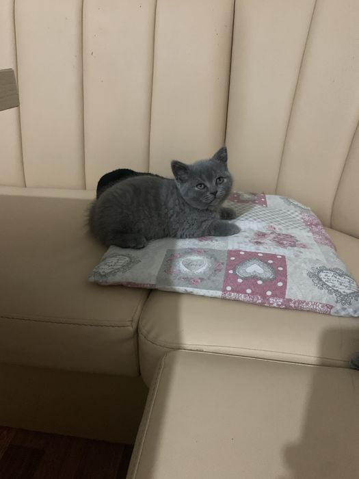 Pisica Scottish fold/straight