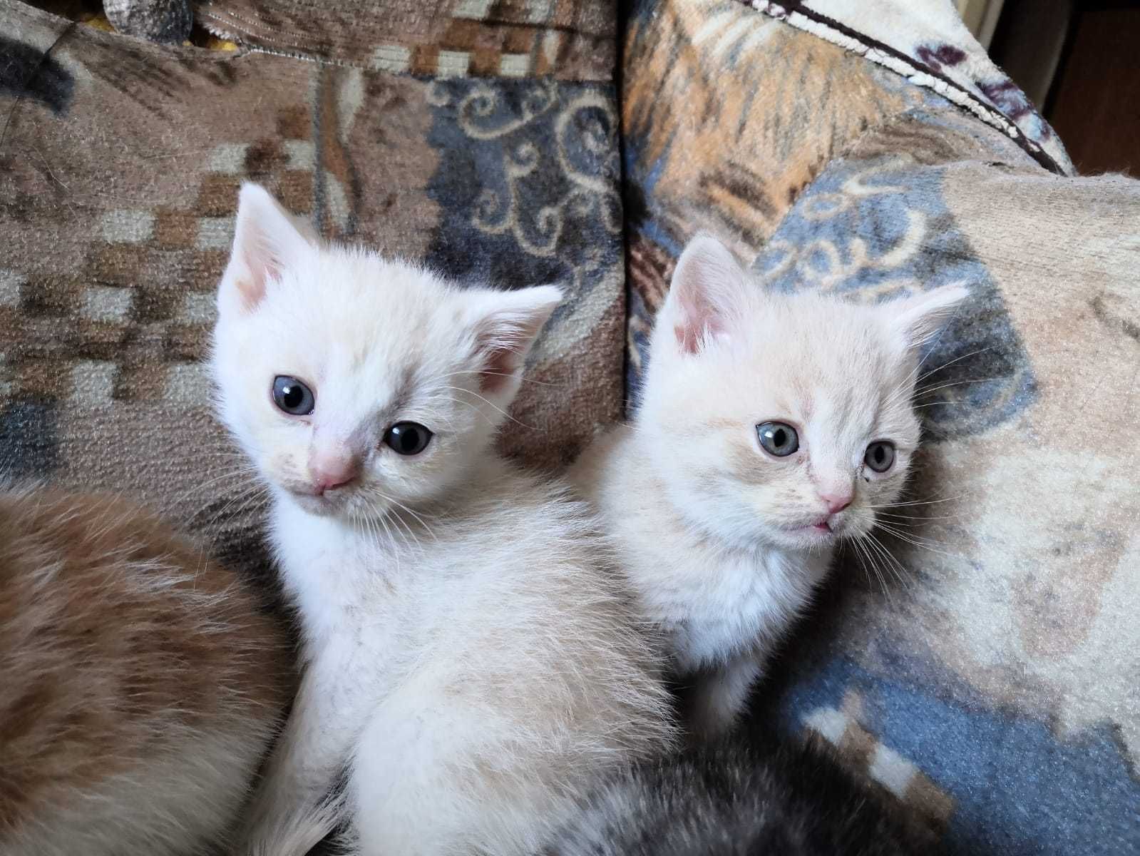 Котята бесплатно в добрые руки