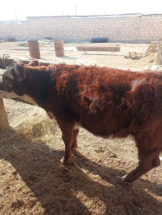 Осы акбас баспактар сатылады откормда турган союгада жарап тур