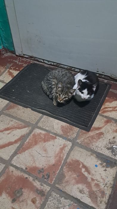 Две кошечки ищут дом