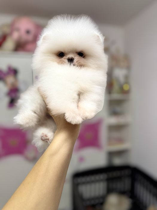 Femela pomeranian extra extra mica