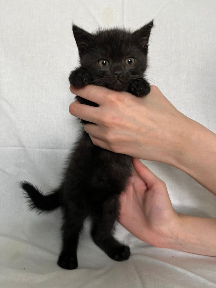 Котята девочки , ищат себе дом, отдам в хорошие руки