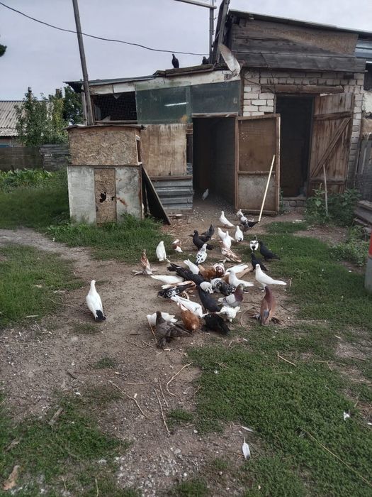 Продам голубей разных пород