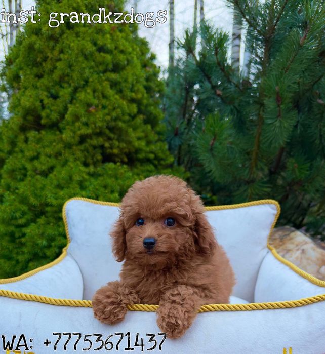 Пудель для семьи