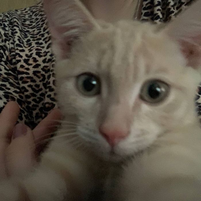 отдам котенка в добрые руки