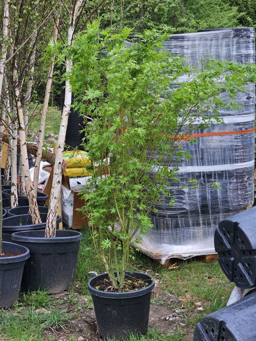 Arțar japonez verde 2m - 3m acer disectum