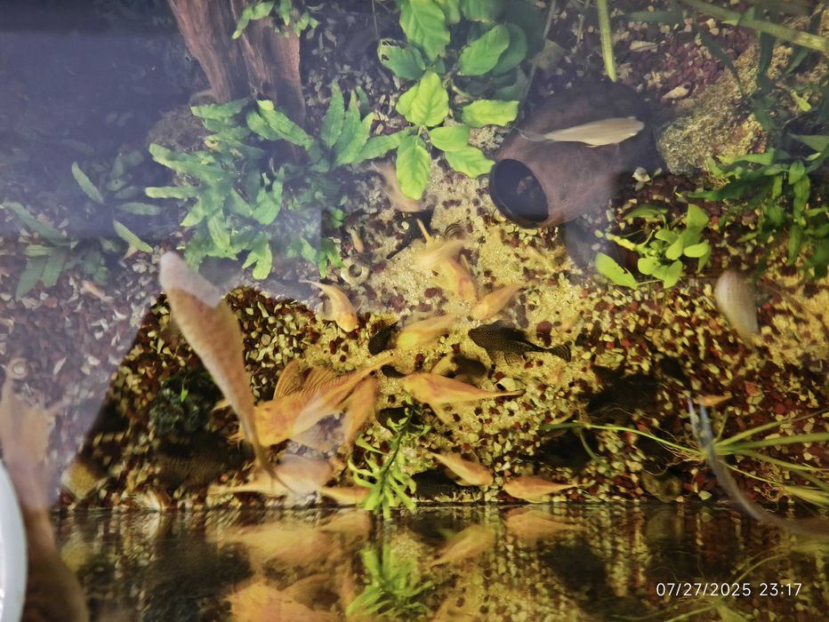 Acvariu 200l +capac cu 2 neoane, Macropodus, Ancistrus, Fluval307