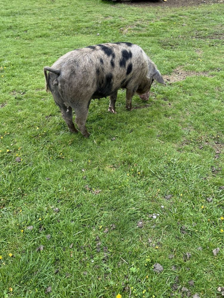 Schimb cu vitei sau vaca