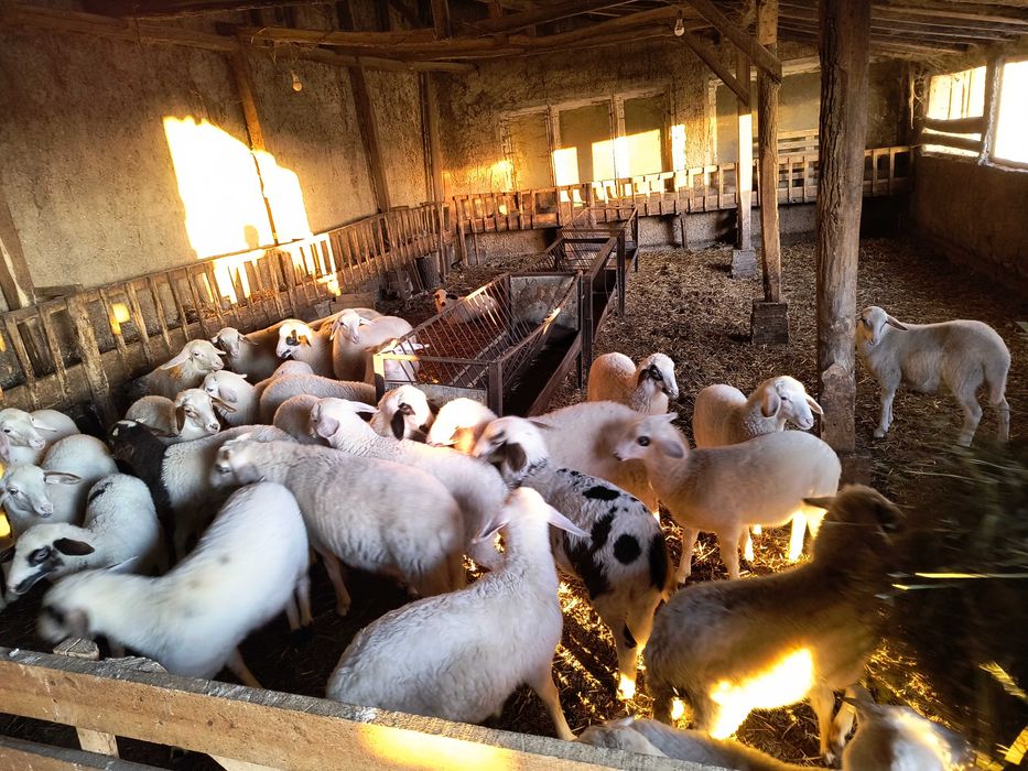 Продавам угоени агнета