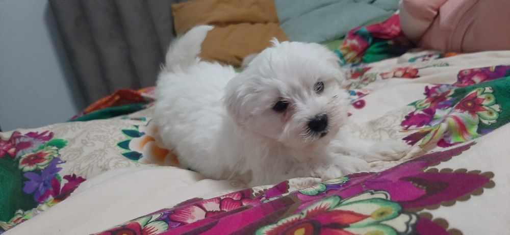 Vand pui bichon maltez