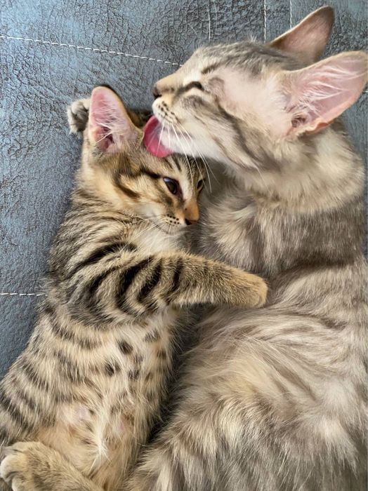 Отдам в добрые руки