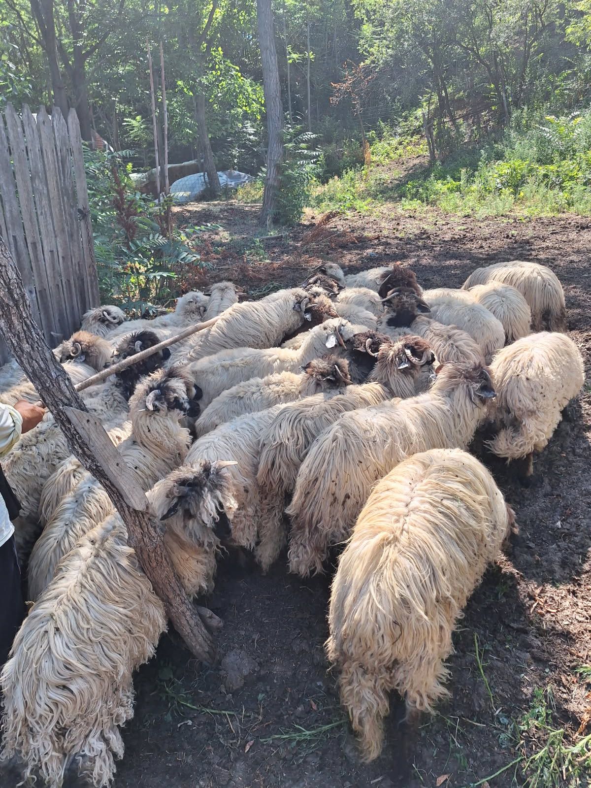 Vând miei 50 de bucăți pentru mai multe detalii sunați la Nr de telefo