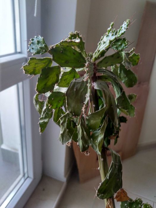 Подарявам два кактуса