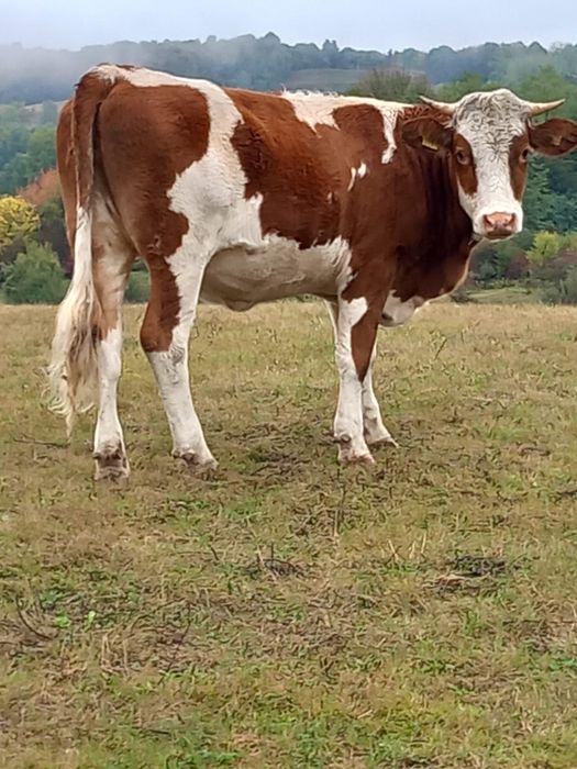 Vând junincă  bălțată