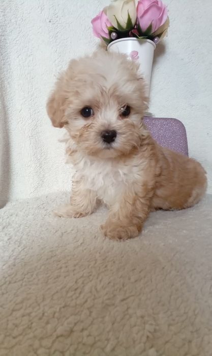 Шикарные малыши Мальтипу Ф1