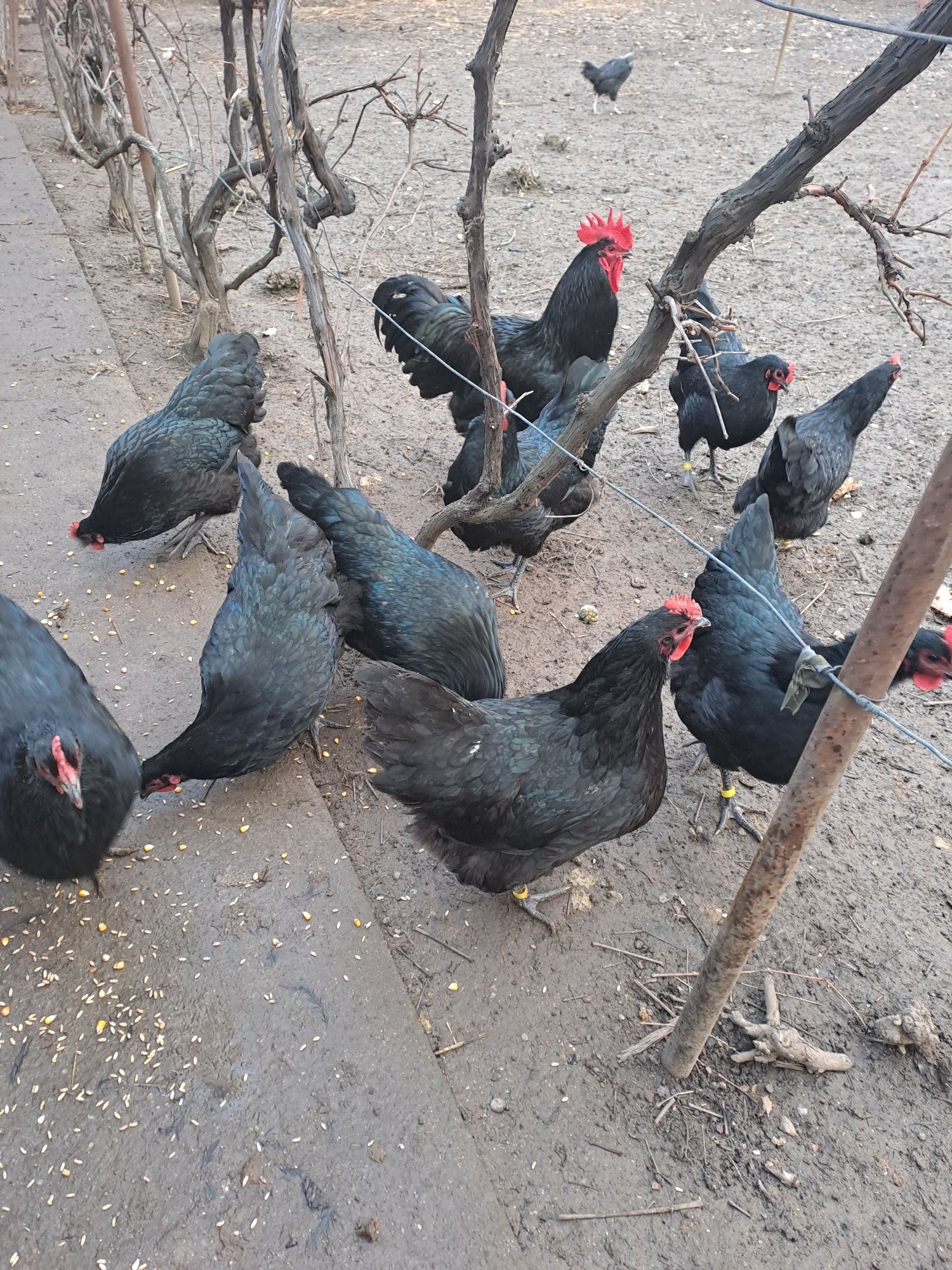 Oua pentru incubat australorp, austrolop australop,australorp