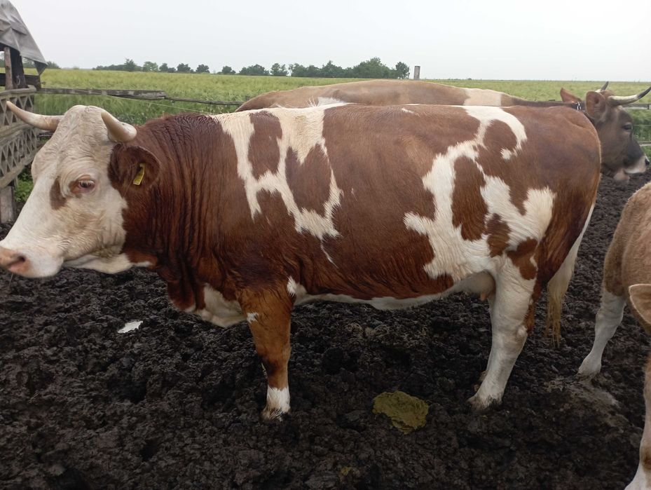 Vaca bălțată romanesca a doua fatare
