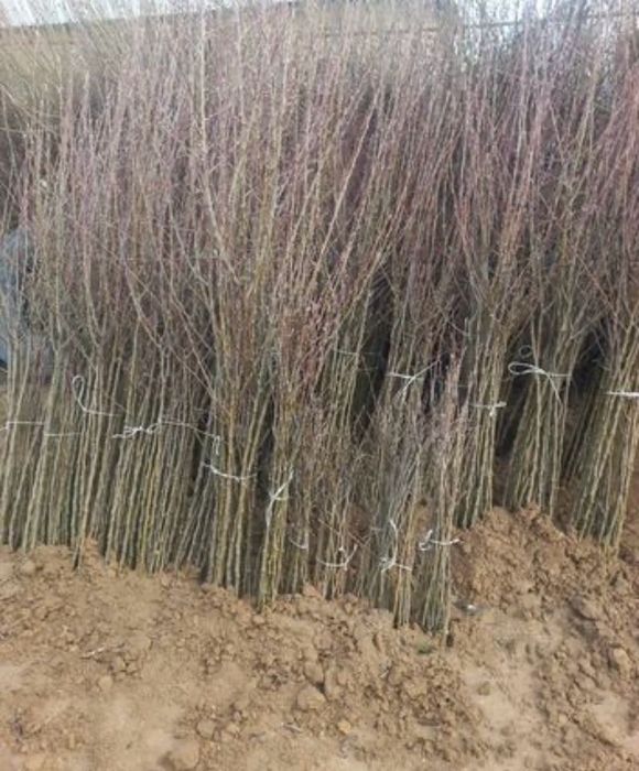 Саженцы кошеттер