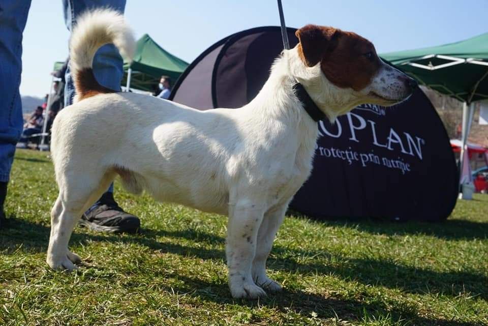 Jack russell terrier cu păr scurt și pedigree de tip A