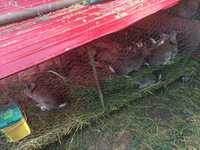 Vând iepuri rasa comuna 50 Ron bucata
