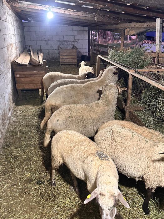 Vând cârlani o sută de bucăti