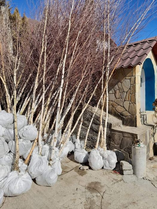 Vând plante ornamentale tuia smarand tuia Leylandii