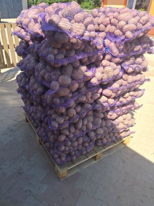 Cartofi polonia cantități mari