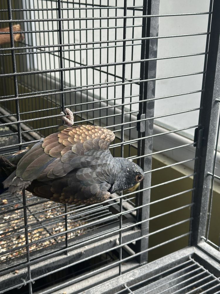 Papagal pionus chalcopterus