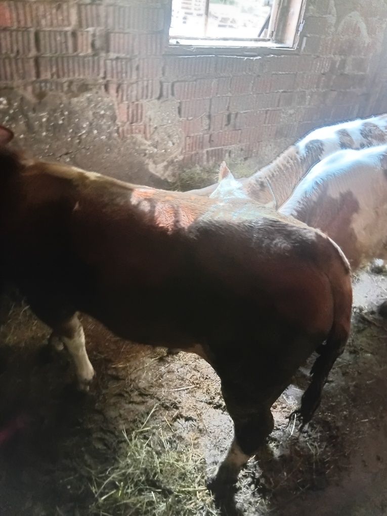 Vand 5 vitei si o vaca
