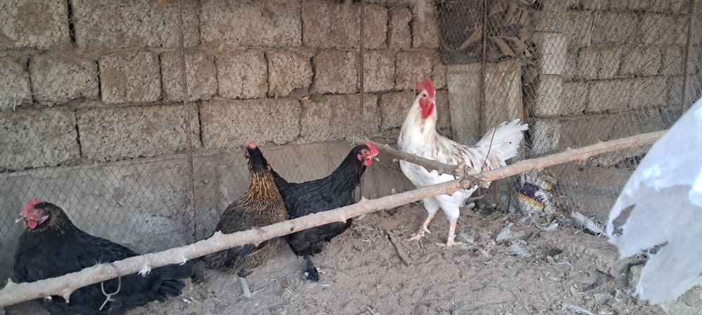 Курица петух  дом