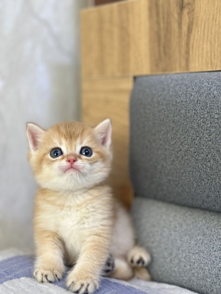 Котята британские шиншиллы