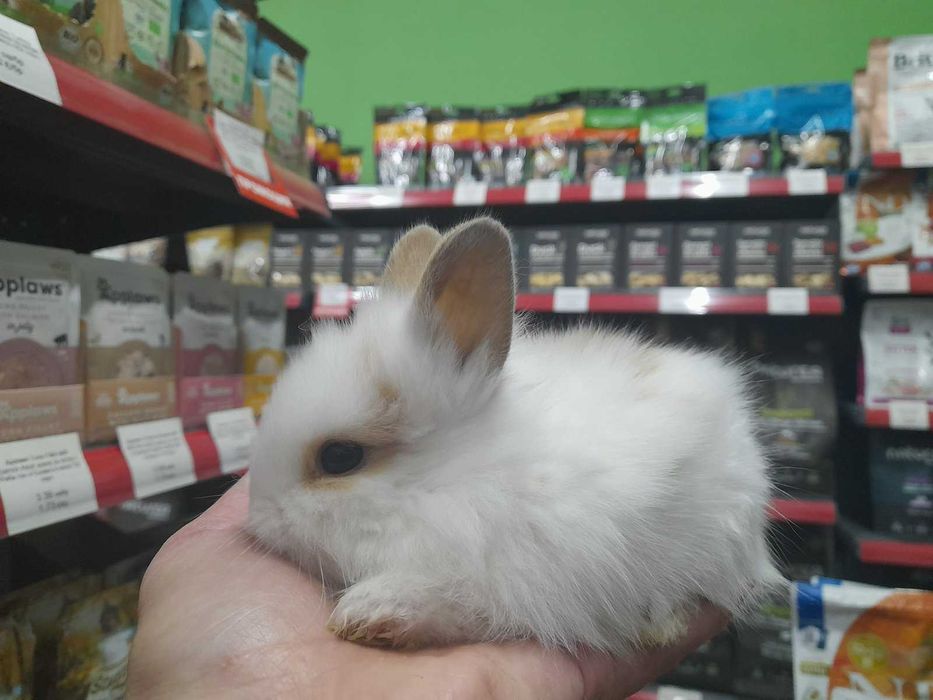 Декоративно мини зайче на 1 месец