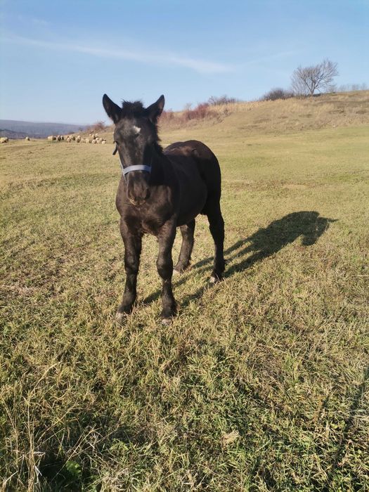 Vand manz negru deosebit !