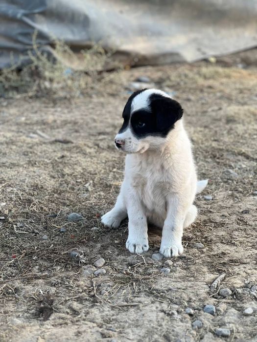 Toza alabay yakka tug’ma,jinsi Erke zotga zor kuchu
