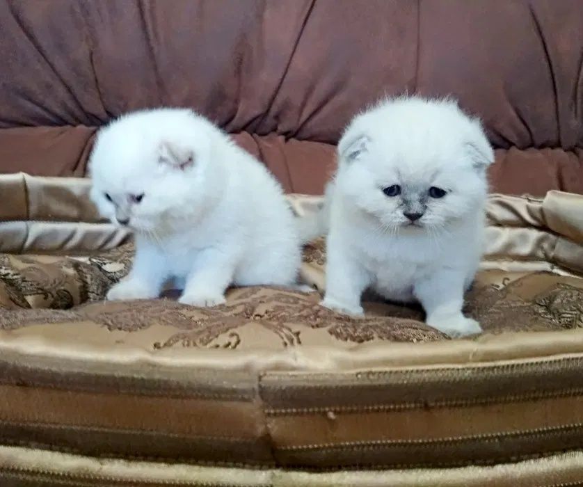 Шотландские малыши