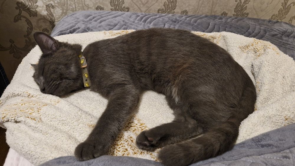 Котенок. Девочка.