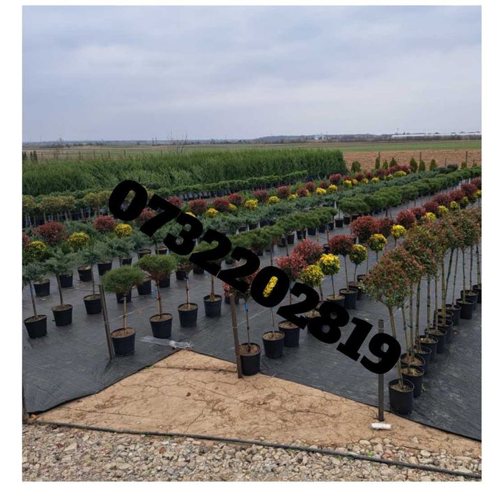 Tuia, pon pon, magnolie, gazon, palmieri, trandafiri, mesteacăn, tei