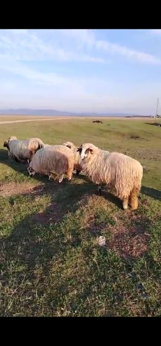 Mioare Breze de Valea Jiului