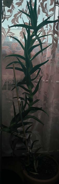 Стайно цвете ...алое