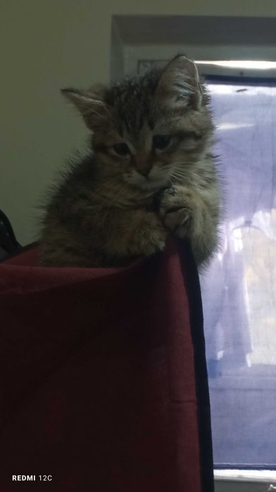 2yoki3 oylik,yaxshi qaralgan aqlli mushukcha