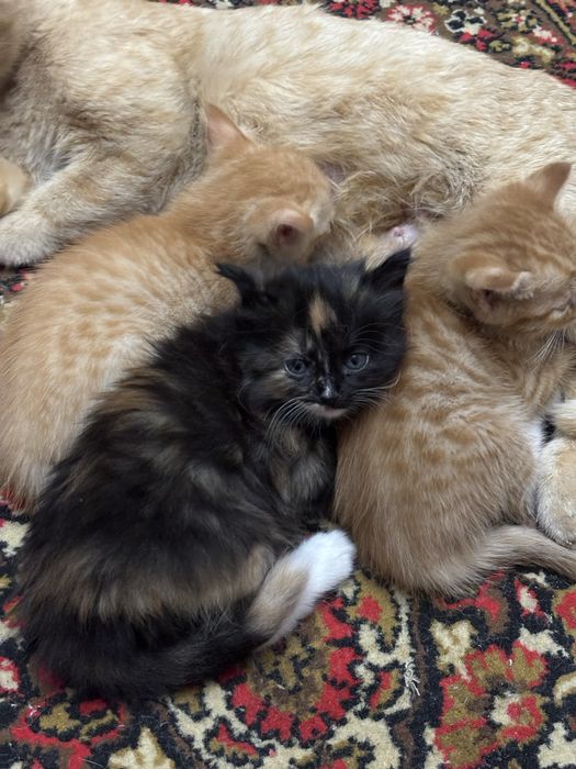 котята 2 месяца в добрые руки