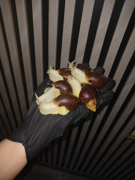 Axatina retikulyata axatina fulika albinos 8yarm 9sm tuxumga krgan