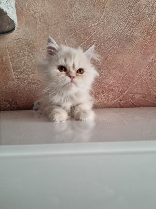Малки персийски котенца