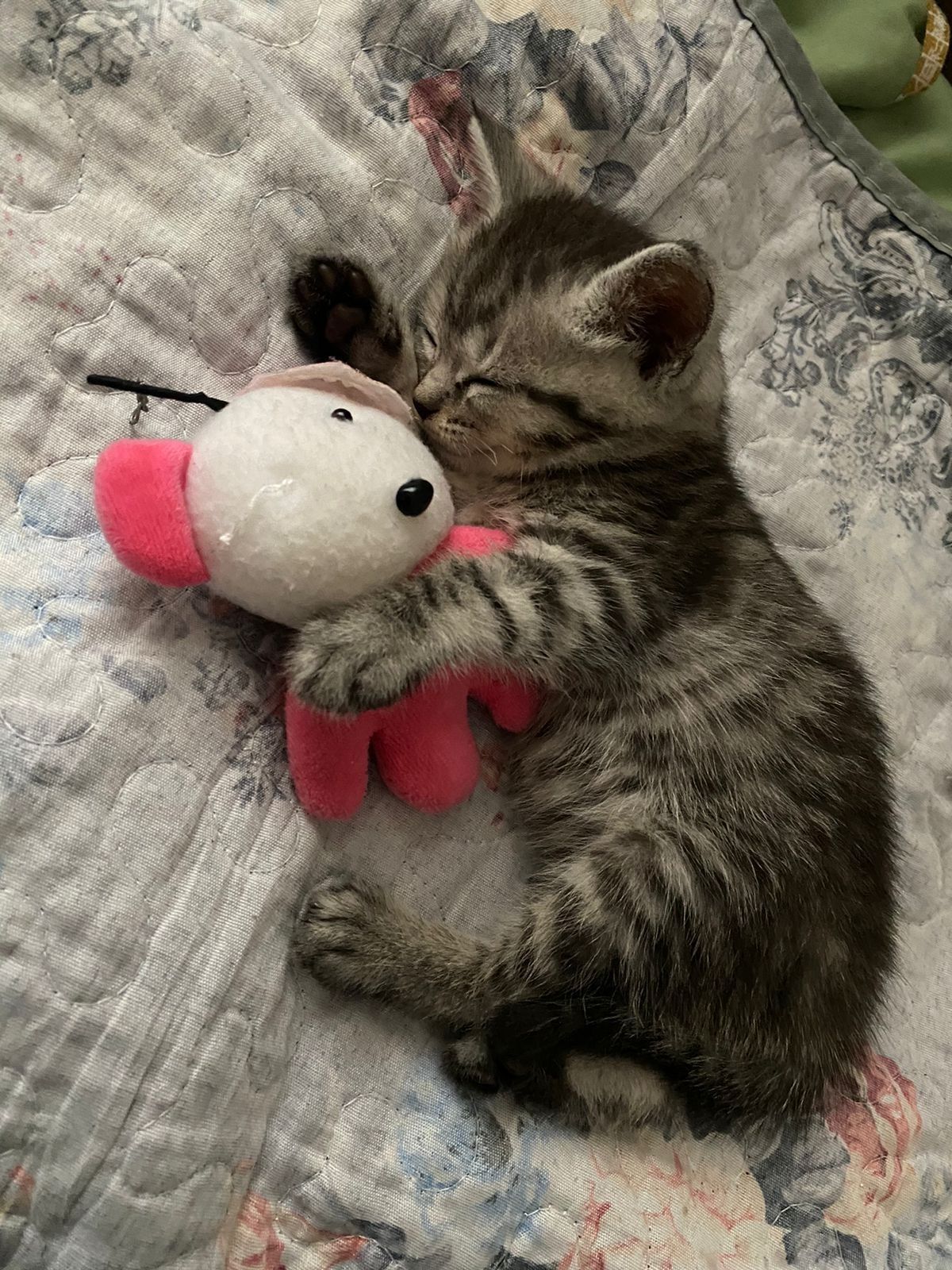 Котята.г. Шымкент.