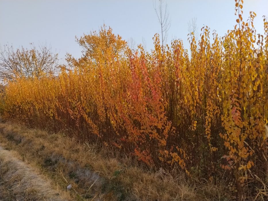 4 turdagi oʻrik koʻchatlari sotiladi