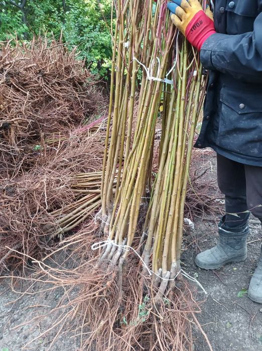 Pomi columnari,normali si vita de vie